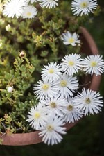 White Lampranthus (Ice Plants)