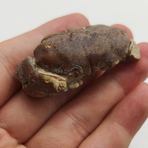 Jurassic natural crab animals - natural,