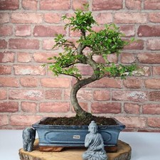 Large Chinese Elm Bonsai Tree In Glazed Pot | Shaped | Pick your exact tree