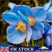 500 Rare and Exquisite Himalayan Blue Poppy Seeds Meconopsis  Lingholm - UK
