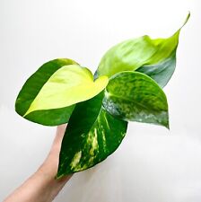 Pothos, Brasil & Satin Cuttings MIX x 5 | Giftbox | Epipremnum Houseplant