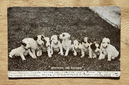 1907 antique photo - 1907,