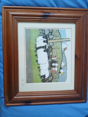 Sheep picture - sheep,