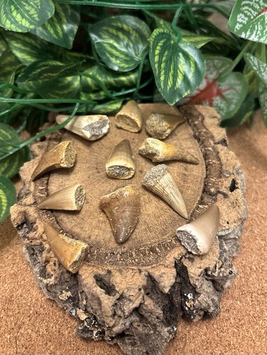 Mosasaurus teeth fossils - teeth,