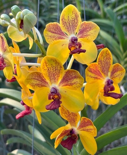 Rare vanda ploenpit prize - vanda,