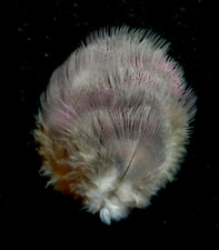 Fly tying / Native crafts / art / cards - Wood Pigeon breast feathers