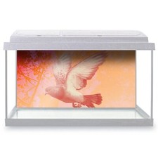 Fish Tank Background Cool Funky Flying Pigeon Bird #50603