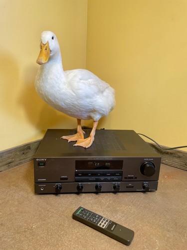 Retro sony av421 integrated - ta-av421,