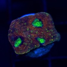 🛸🔮Ultra UFO Acan