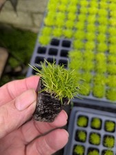 SALE - SALE  - 40 x Irish Moss