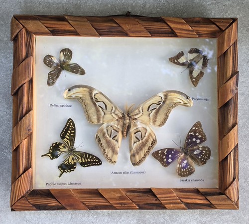 Vtg attacus atlas - attacus, entomology