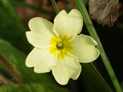 Wild primrose primula - primrose,
