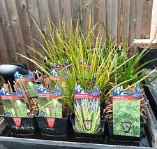 Marginal pond plants, X1 Plant