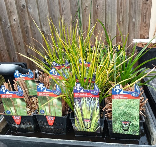 Pond plants marginal - x1, plant