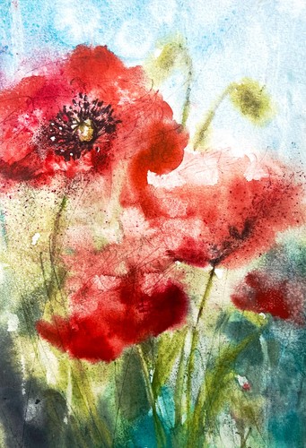 Red poppy flowers watercolour - red,