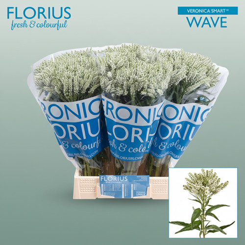Veronica smart wave - smart,