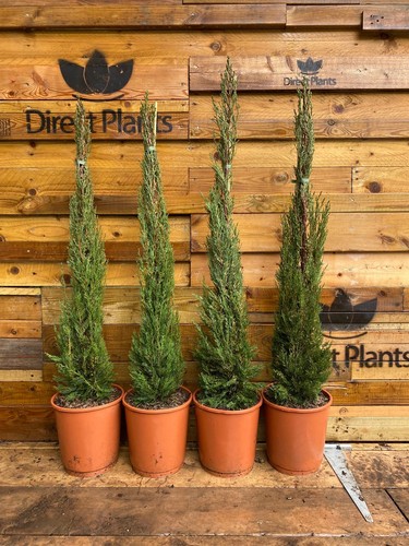 Cupressus italian cypress - cupressus,
