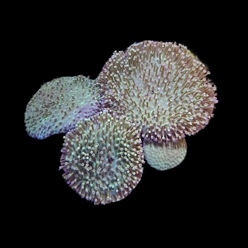 Green toadstool leather - toadstool, coral