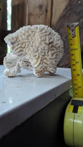 Brain coral - , (vintage)