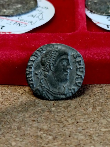 Superb siliqua valens - of,