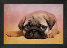 Pug puppy Framed Wall Art