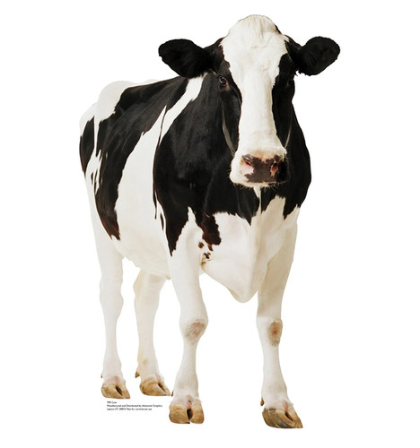 Life size cow - life-size, cutout