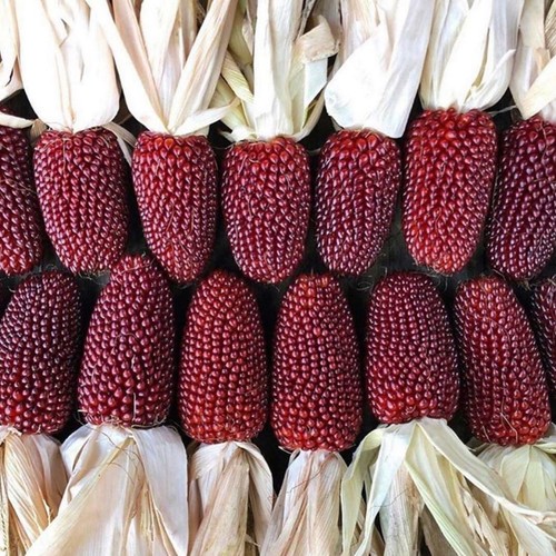 Strawberry popcorn corn - strawberry,