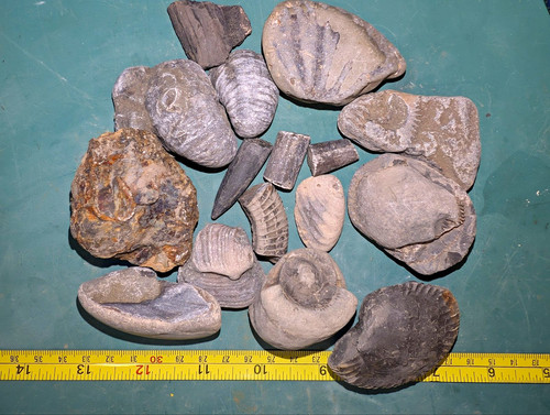 North yorkshire coast fossil - yorkshire,