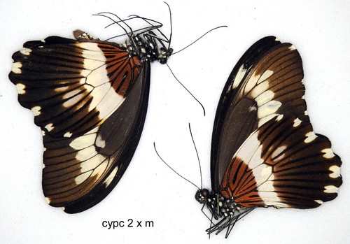 Butterfly papilionidae 2 - -,