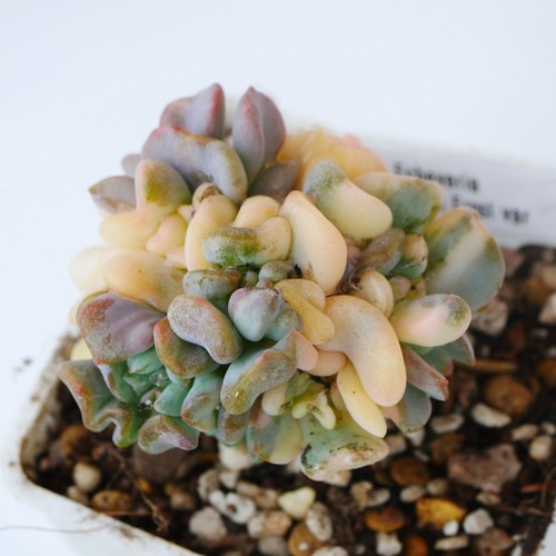 Exact plant echeveria cubic - plant,