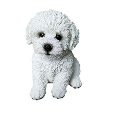 Bichon Frise & Maltese Dog