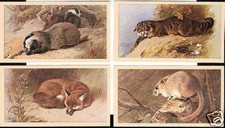 CIGARETTE CARDS. Doncella