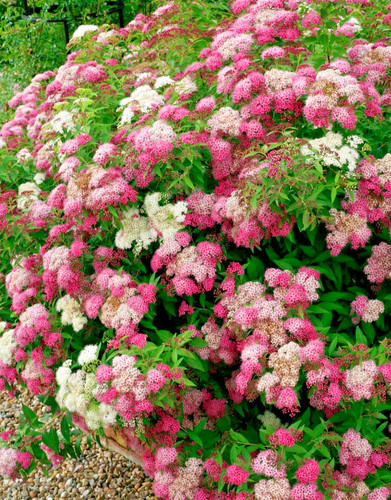 Spiraea japonica shirobana - japonica,