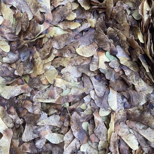Norway maple seeds freshly - maple, -freshly