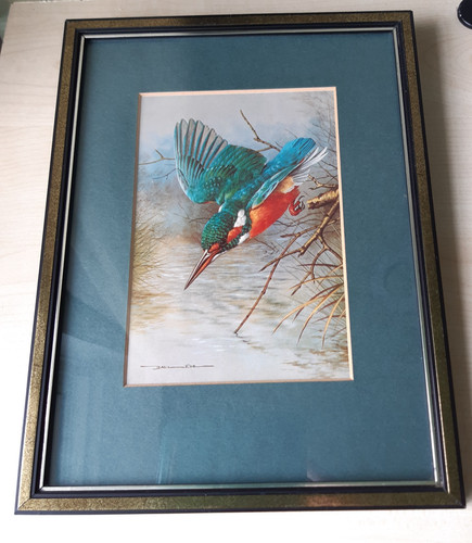 Kingfisher bird diving - kingfisher,