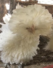 White Polish Frizzle Bantam