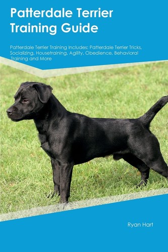 Patterdale terrier training - terrier,