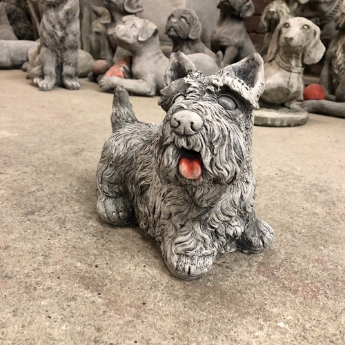Scottish terrier dog - scottish,