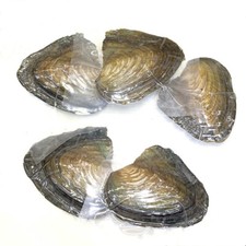 1/2/5Pcs Individual Wrapped Akoya Pearl Oyster with Natural Round Pearls