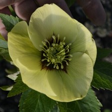 helleborus Hellebore