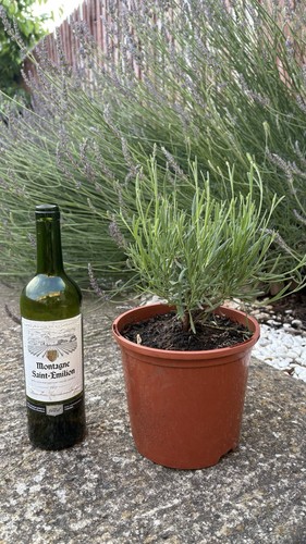 Beautiful french lavender tree - beautiful,