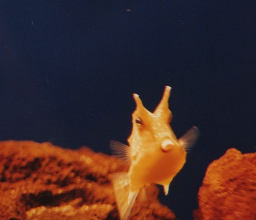 Longhorn cowfish aquarium - cowfish,