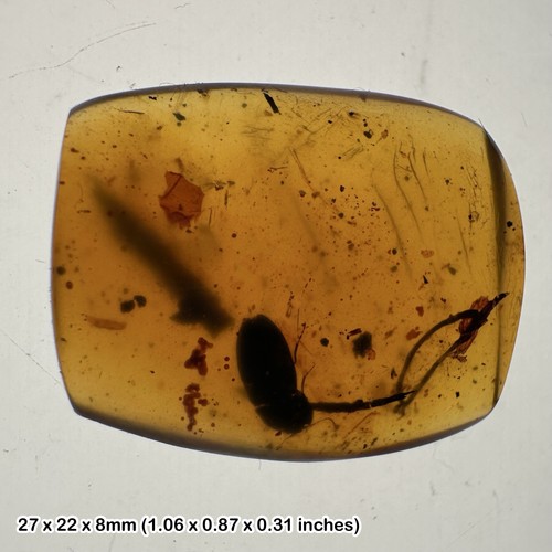 Burmese cretaceous amber with - cretaceous,