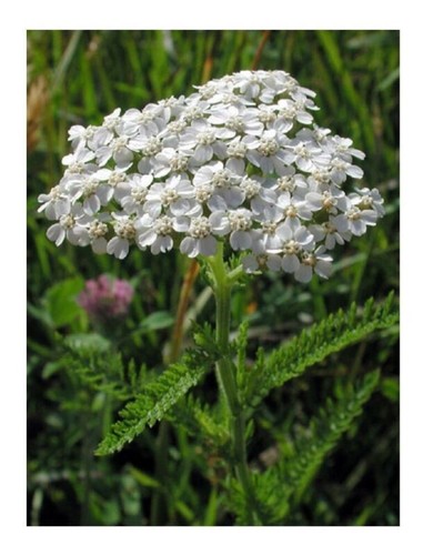 Organic yarrow white - organic,