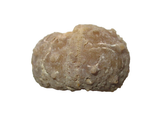 Cretaceous echinoid sea - , urchin