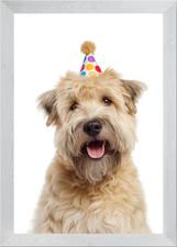 Soft-coated Wheaten Terrier