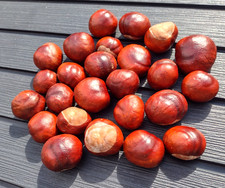 Conkers 25 x English this years for crafts decoration crafting mix of size