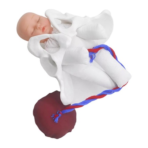 Female pelvis model childbirth - female,