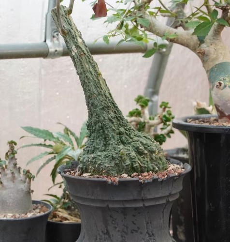 5cm adenia stylosa wysiwyg - adenia,