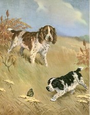 ENGLISH SPRINGER SPANIEL DOG